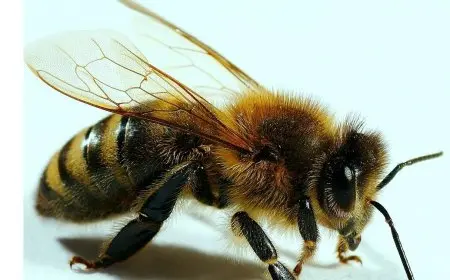 اكتشاف سلالة نحل جديدة قادمة من آسيا تنتشر في محافظات القناة: إليك التفاصيل الكاملة!