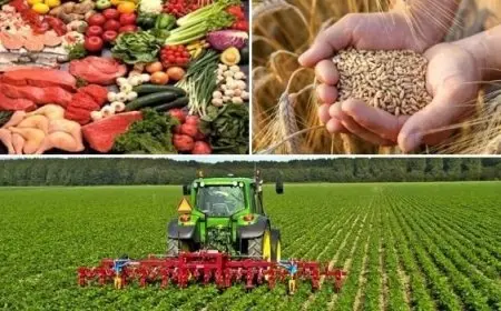 مصر تتبنى إجراءات استباقية لتعزيز الأمن الغذائي في ظل الأزمات الإقليمية الحالية