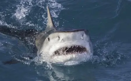 تركيب ناجح لأجهزة تتبع الأقمار الصناعية على أسماك القرش في البحر الأحمر: خطوة مهمة لحماية الحياة البحرية