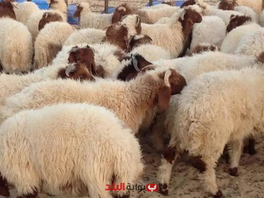 هل قص الشعر والأظافر محرم لمن يعتزم الأضحية؟ اكتشفوا الحقيقة!