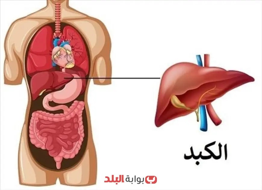 “تحذير طبي: الإفراط في اللحوم بعد عيد الأضحى قد يضر صحتك والزيتون هو الحل!”