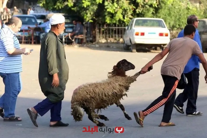 اكتشف تفاصيل احتفالات عيد الأضحى عبر العصور: تقاليد ومظاهر تحتفل بالتراث العربي