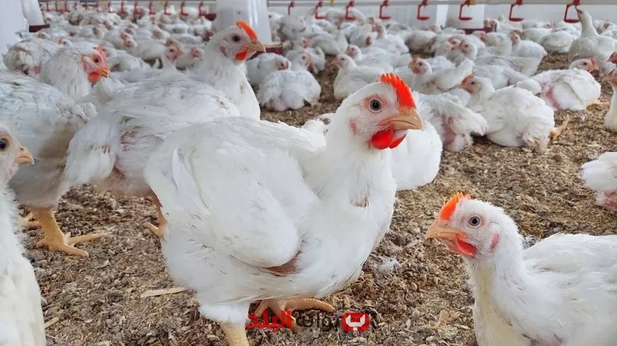 أسعار الدواجن ترتفع 5 جنيهات اليوم الأربعاء في الأسواق – تعرف على التفاصيل!