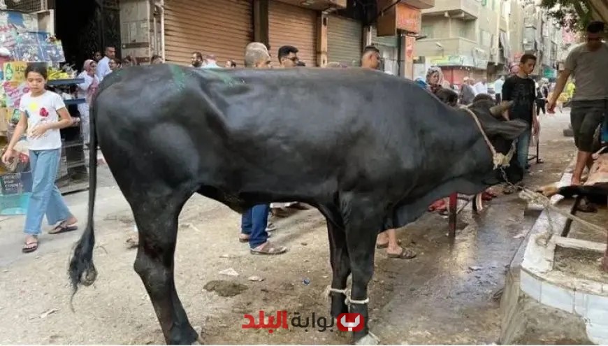 نصائح أساسية لشراء أضحية العيد: تعرف على الشروط المهمة للنحر!