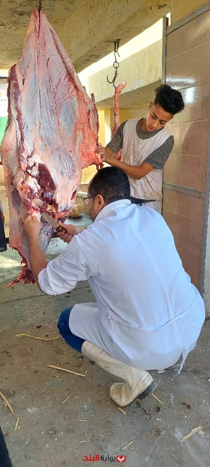 الجيزة تحتفل بعيد الأضحى: ذبح 2202 أضحية للمواطنين في مجازر المحافظة خلال اليومين الأولين!