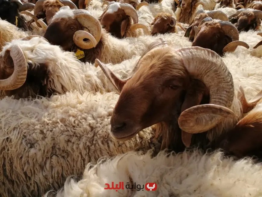 أسعار الأضاحي في شوادر وزارة التموين: تعرف على القائمة الكاملة في ثاني أيام العيد 2025