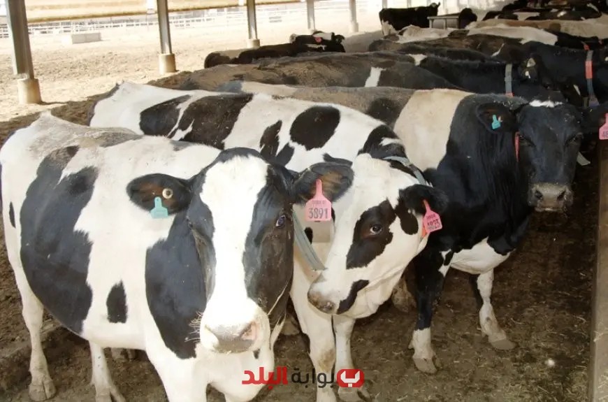 الزراعة: 7900 أضحية تستقبلها المجازر الحكومية في اليوم الثالث لعيد الأضحى