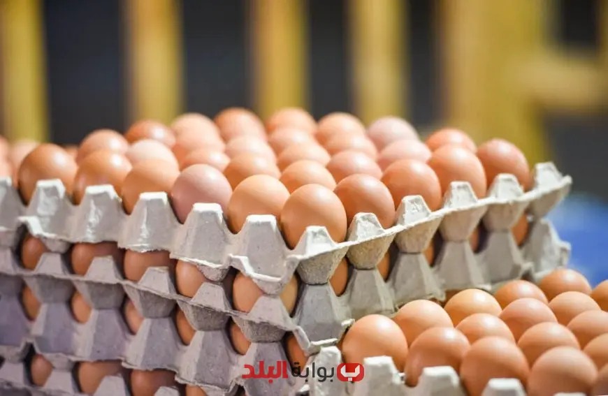سعر كرتونة البيض في الأسواق اليوم الخميس 12 يونيو 2025: تعرف على الأسعار الجديدة!