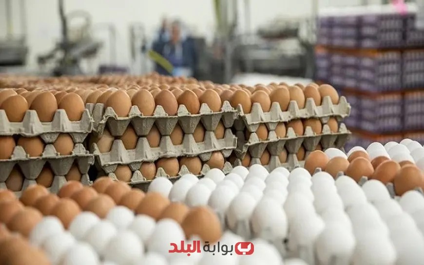 أسعار كرتونة البيض اليوم الأحد 15 يونيو 2025: تحديثات السوق الأخيرة وأسعار جديدة!