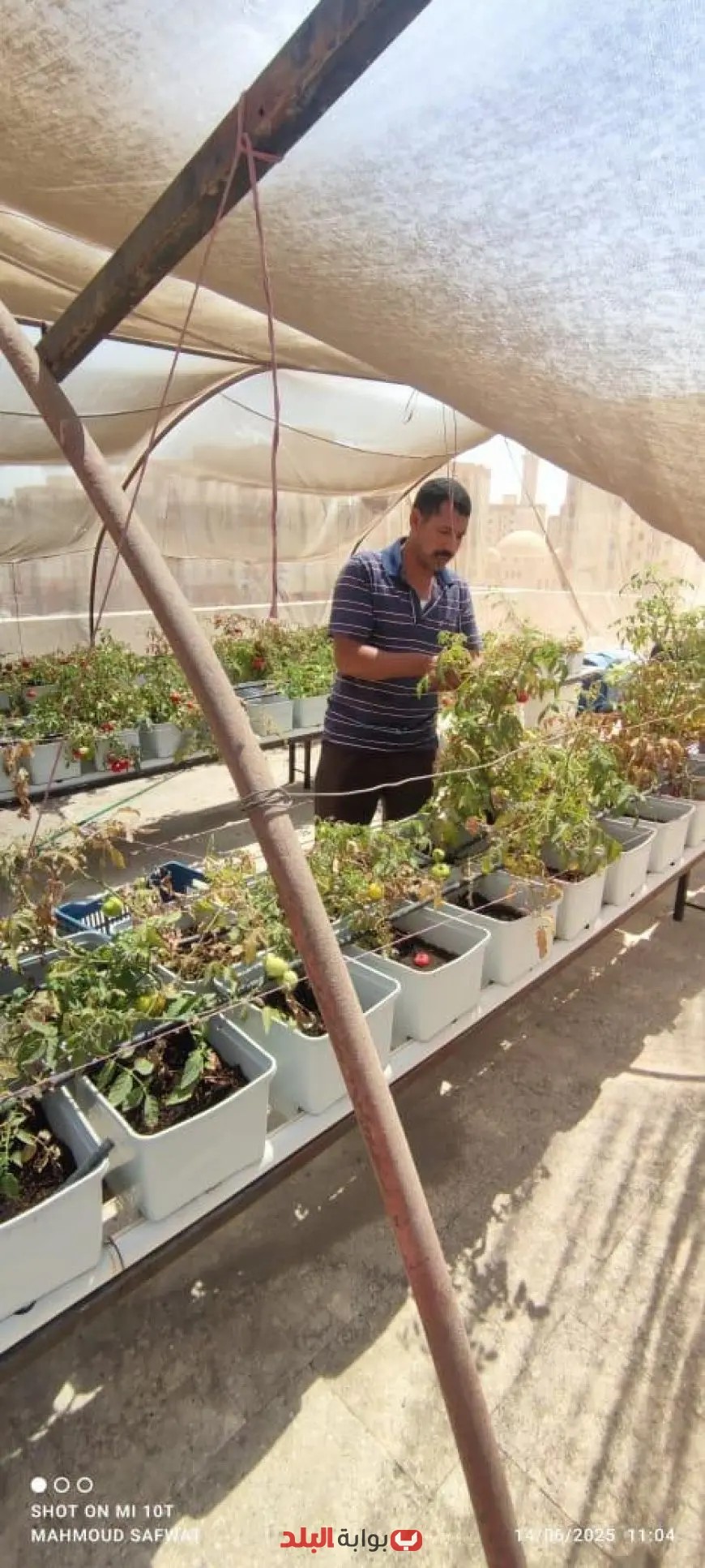 نجاح مذهل في زراعة أعلى أسطح 3 عقارات ضمن مشروع الأسمرات للتنمية المستدامة