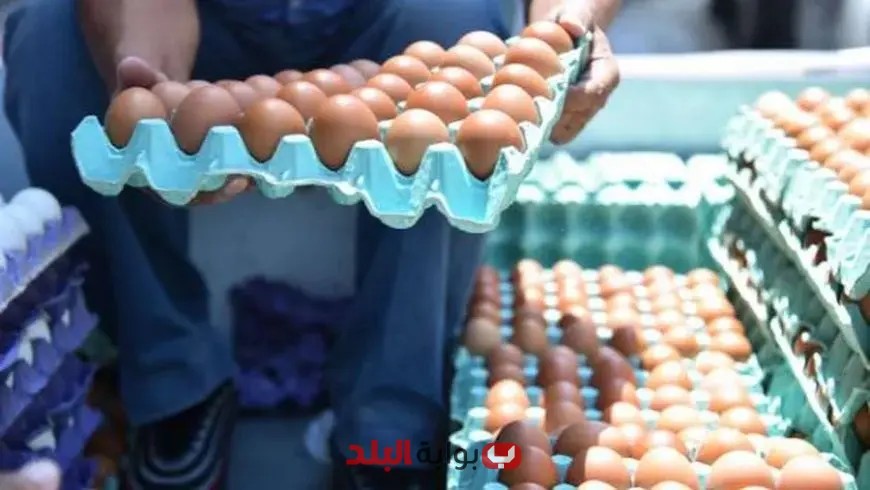 أسعار كرتونة البيض اليوم الخميس: هل شهدت انخفاضًا في الأسواق؟