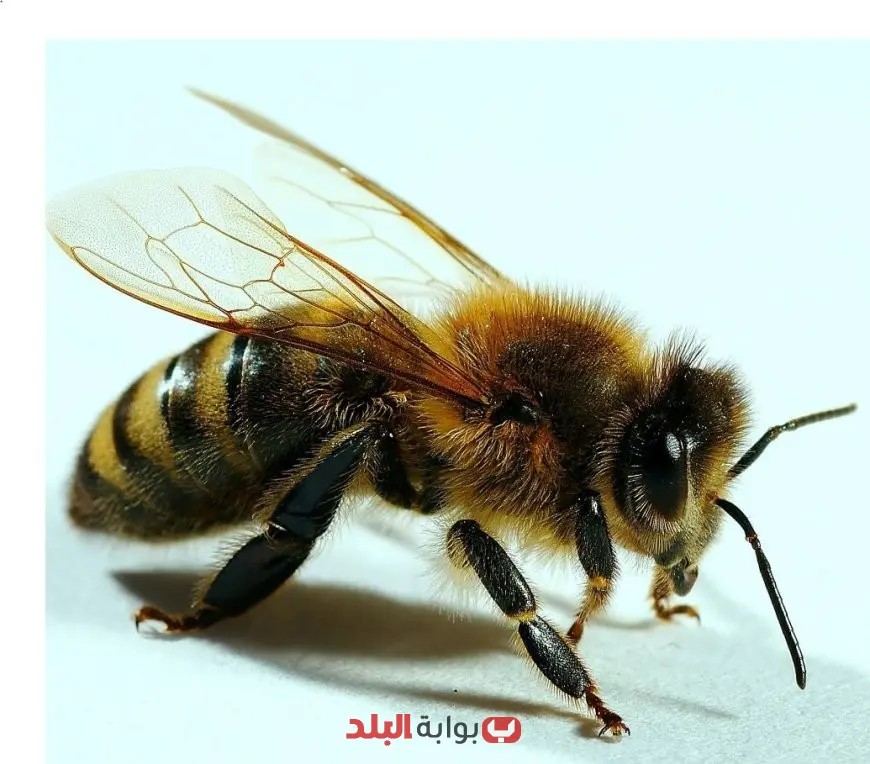 اكتشاف سلالة نحل جديدة قادمة من آسيا تنتشر في محافظات القناة: إليك التفاصيل الكاملة!