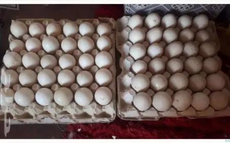 سعر كرتونة البيض اليوم الجمعة: اكتشف الأسعار الجديدة في الأسواق بشكل مفصل!