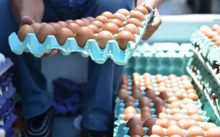أسعار كرتونة البيض الأبيض والأحمر اليوم الخميس 10 يوليو 2025: تعرف على أحدث التفاصيل في الأسواق!