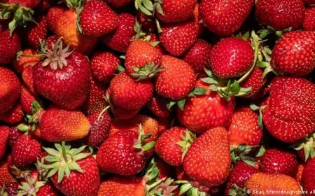 “مصر تحقق رقماً قياسياً في صادرات الفراولة إلى الأسواق الألمانية”