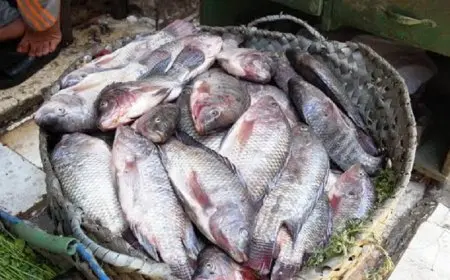 أسعار الأسماك اليوم الأحد: البلطي يبدأ من 74 جنيهًا – تعرف على التفاصيل!