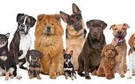 في الجيزة: تجهيز شلتر إمبابة لإطلاق برنامج مبتكر لتعقيم الكلاب الضالة!