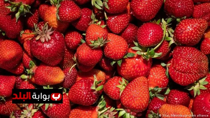 “مصر تحقق رقماً قياسياً في صادرات الفراولة إلى الأسواق الألمانية”