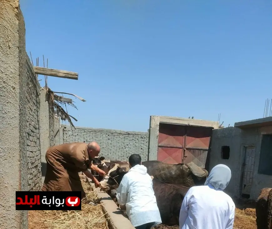 حملات بيطرية قوية لمكافحة الحمى القلاعية وحمى الوادي المتصدع: خطوة وقائية ضد انتشار الأمراض الوبائية