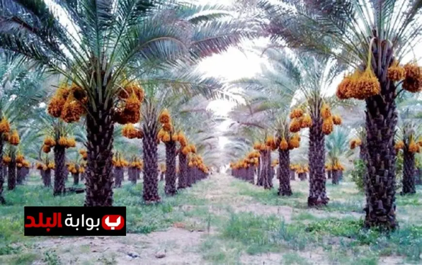 أحمد موسى: مصدر تتربع على عرش دول العالم في إنتاج التمور!