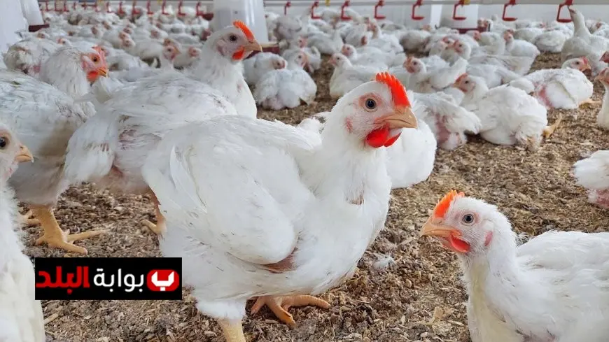 شعبة الدواجن توضح: لماذا تعتبر الفراخ المبردة والمجمدة الخيار الأكثر أماناً مقارنةً بالفراخ الحية؟