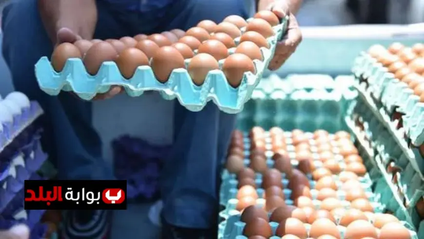 أسعار البيض اليوم الأحد: تعرف على آخر تحديث لكرتونة البيض الأحمر في الأسواق