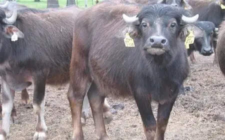 وزير الزراعة يكشف عن برامج مبتكرة لدعم تربية الجاموس المصري وزيادة إنتاجيته