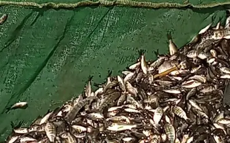 جهاز حماية وتنمية البحيرات والثروة السمكية يستمر في تعزيز وتنمية المخزون السمكي بالمصايد المصرية