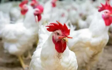 أسعار الدواجن اليوم الأحد في الأسواق مع تحديثات جديدة تهم المستهلكين