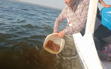 دعم بحيرة قارون بمليون يرقة جمبري لتعزيز الثروة السمكية وتحسين البيئة البحرية صور