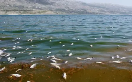 ارتفاع درجات الحرارة يؤدي إلى نفوق الأسماك في بحيرة المنزلة والزراعة تتدخل لإنقاذ الموقف