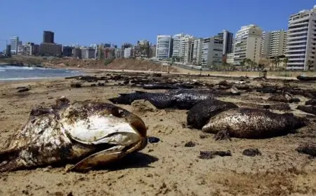 أسباب نفوق الأسماك في بحيرة المنزلة تكشفها وزارة الزراعة