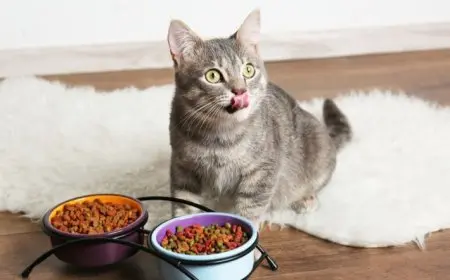 احذر من هذه الممنوعات في غذاء القطط والكلاب تعرف على التوقيت المثالي وعدد الوجبات وفقاً لعمرهم