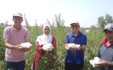 نجاح تاريخي في زراعة القطن لأول مرة في صحراء طور سيناء