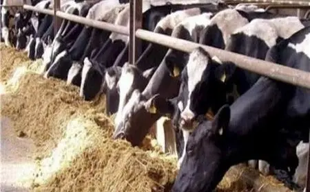 تمويل المشروع القومي للبتلو يتجاوز 10 مليارات جنيه ويستفيد منه أكثر من 45 ألف مواطن