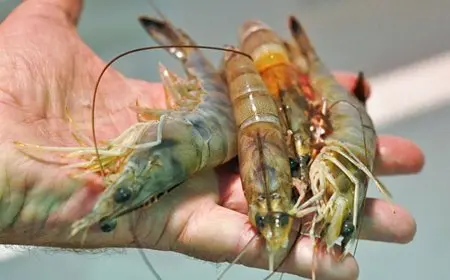 إطلاق الدفعة الرابعة من زريعة جمبري بحيرة قارون بمليون وحدة