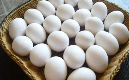 ارتفاع أسعار كرتونة البيض اليوم الخميس 21 أغسطس 2025 والسبب وراء ذلك