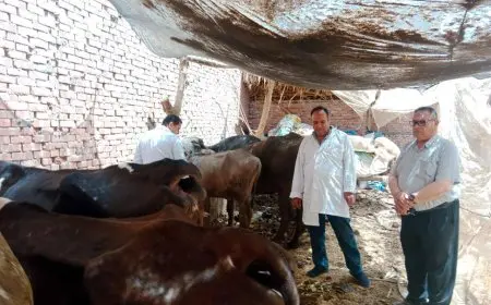 محافظ الدقهلية يعلن عن تحصين 45317 رأس من الماشية ضد الحمى القلاعية باستخدام لقاح سات1