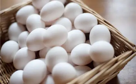 أسعار البيض في المزرعة اليوم الاثنين 25 أغسطس 2025 أحدث التحديثات