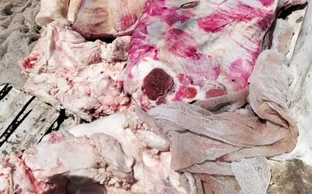 محافظ أسيوط يعلن عن ضبط 504 محاضر للمخابز والأسواق في أسبوع واحد من الحملات الرقابية