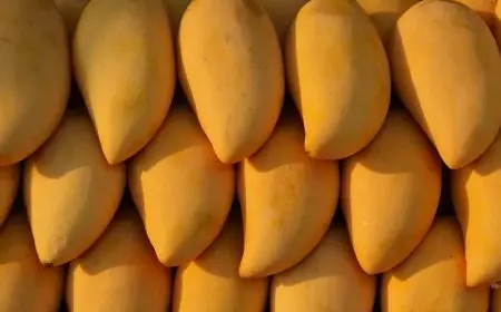 أسعار المانجو اليوم الخميس 28 أغسطس 2025 ارتفاع جديد بأسعار الكيت بدءًا من 26 جنيهًا