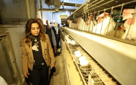 وزيرة التنمية المحلية تدشن انطلاق مشروع 30 مليون بيضة في الخانكة بعد سنوات من التوقف