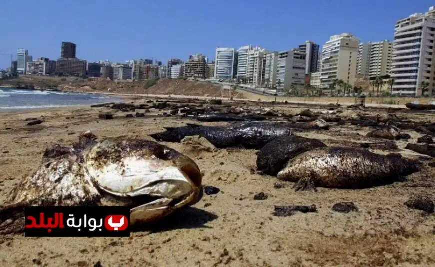 أسباب نفوق الأسماك في بحيرة المنزلة تكشفها وزارة الزراعة