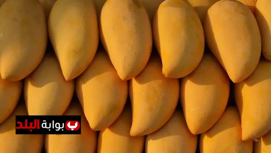 أسعار المانجو اليوم الأحد 10 أغسطس 2025 تعرف على آخر تحديثات السوق