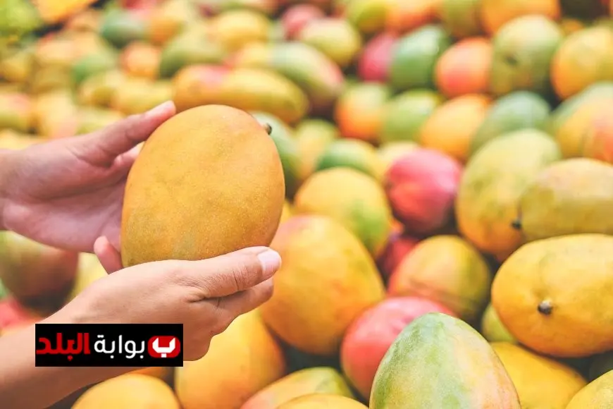 أسعار المانجو في سوق العبور بتاريخ 11 أغسطس 2025 تحديث يوم الاثنين