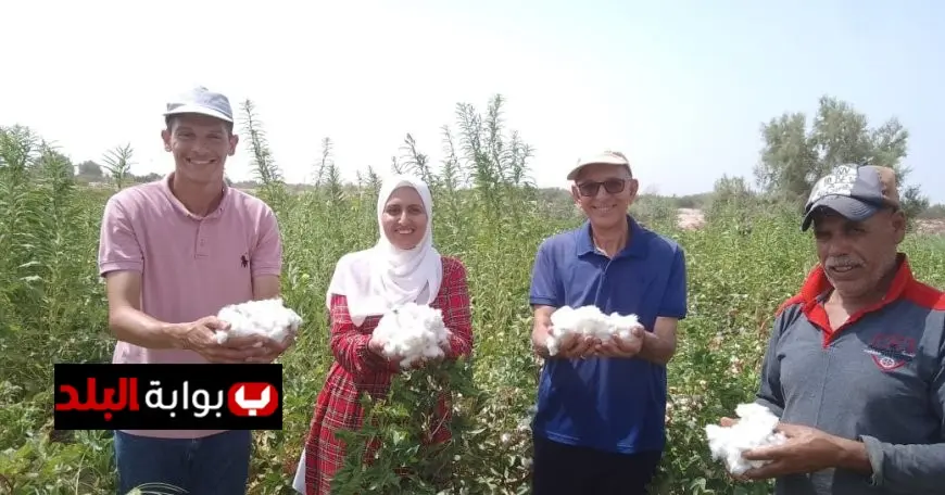 نجاح تاريخي في زراعة القطن لأول مرة في صحراء طور سيناء