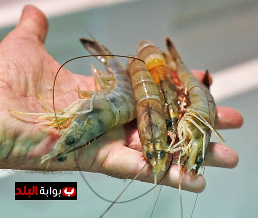 إطلاق الدفعة الرابعة من زريعة جمبري بحيرة قارون بمليون وحدة