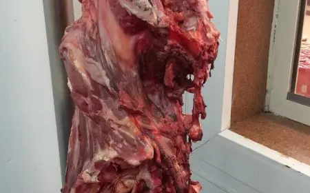 الزراعة تكشف عن ضبط 372 طن من اللحوم والدواجن والأسماك الفاسدة خلال أغسطس وتحرير 928 محضرًا