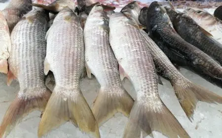 أسعار الأسماك اليوم الخميس والدنيس يتصدر القائمة بـ 275 جنيهًا