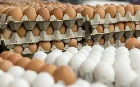 أسعار البيض في مصر السبت 19 سبتمبر 2025 تحديث شامل ورائع